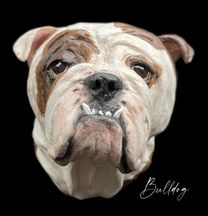 bulldog_1