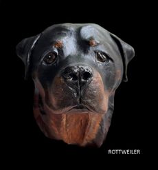 rottweiler_1